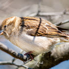 House Sparrow