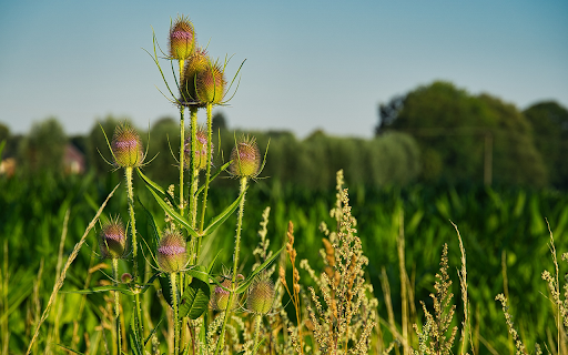 Grass Flowers screenshot 1