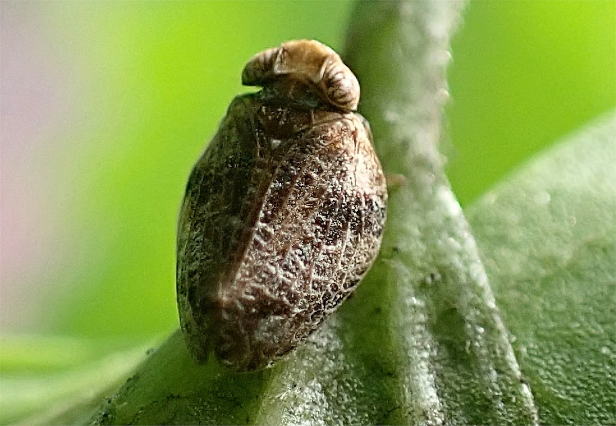 Planthopper