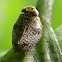 Planthopper