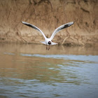 Black-headed gull