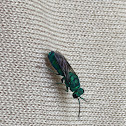 Cuckoo wasp