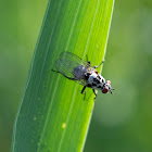 Unknown Fly