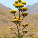 Havard Agave