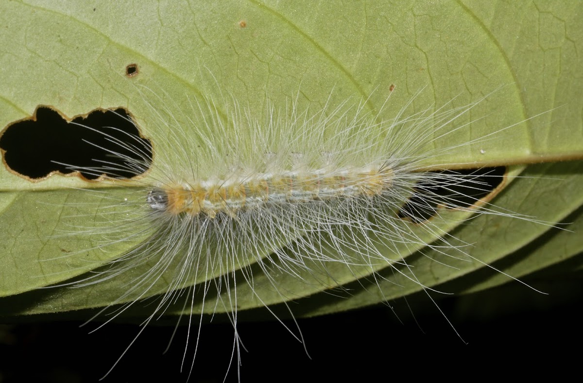 Caterpillar