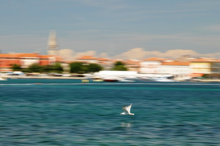 Volo di gabbiano di migamax