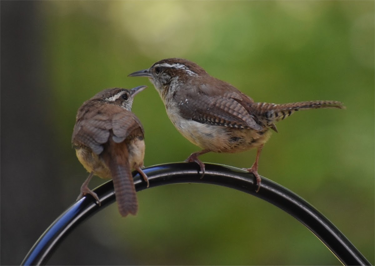 Carolina Wren