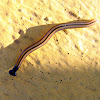 Hammerhead worm