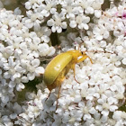 Sulphur Beetle