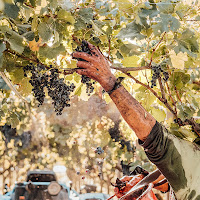 La raccolta dell'uva per la vendemmia di 