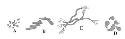 Monera- Structure, shape and nutrition of bacteria