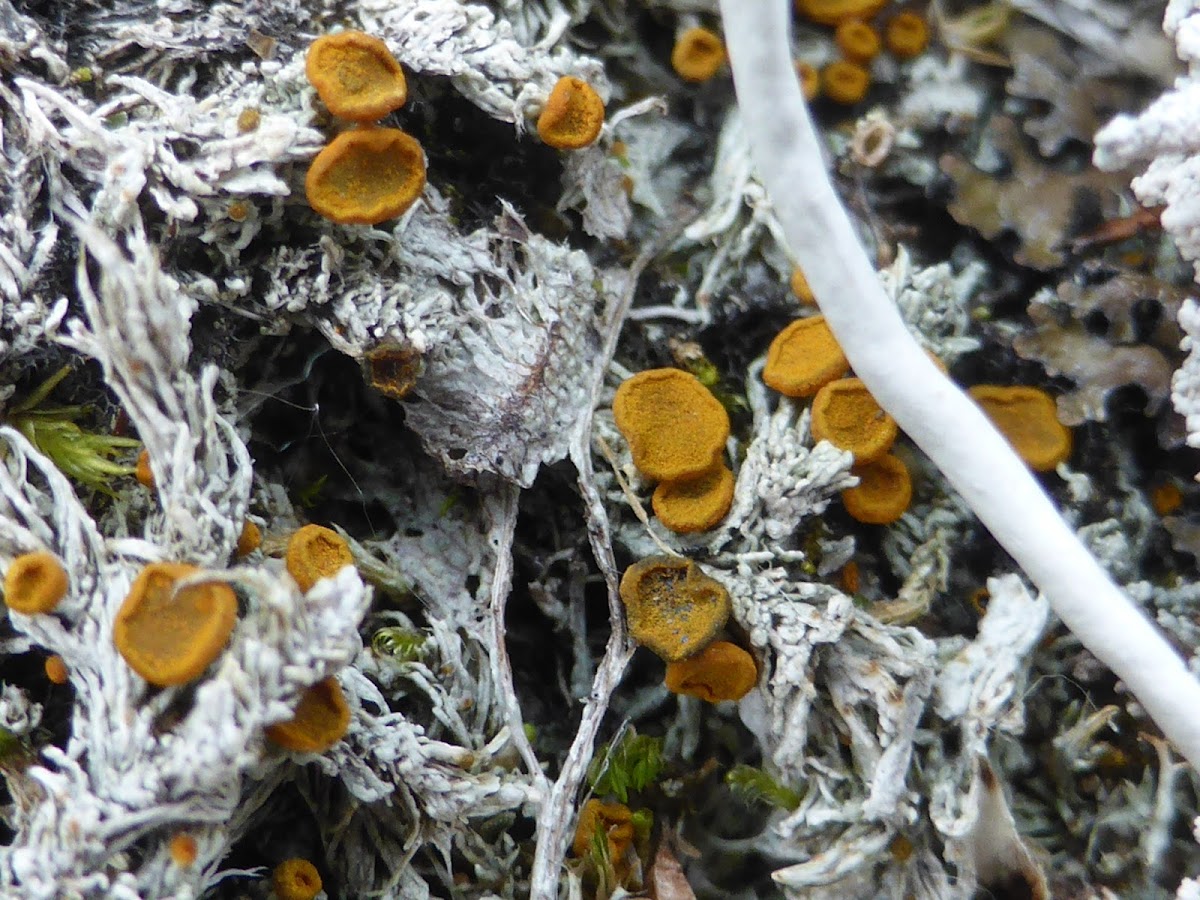 Brigantiaea Lichen