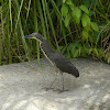 garza tigre - Bare-throated Tiger Heron