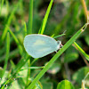 Barred Yellow Sulphur Butterfly