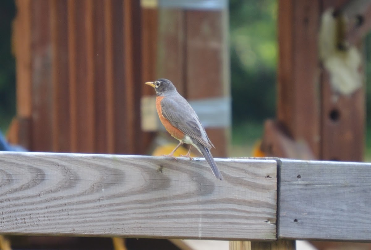 American robin