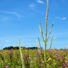 Culver's Root