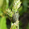 Scolops Planthopper