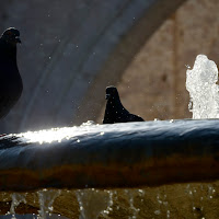 I piccioni alla fontana di 