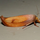 Golden Leaf Moth