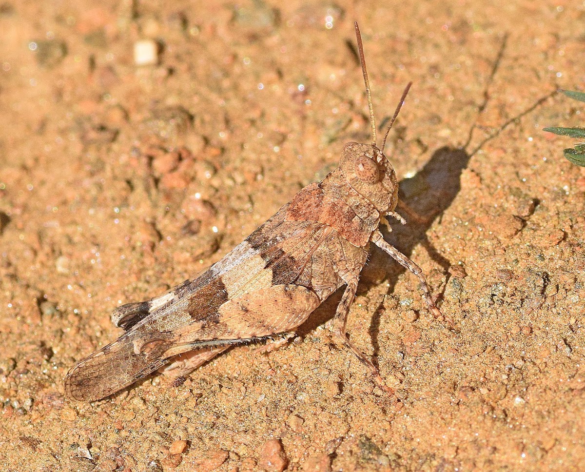 Blue-winged Grasshopper