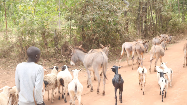 A boy drives away livestock as residents flee after bandits attacked Lamaiwe in Mochongoi on Friday.