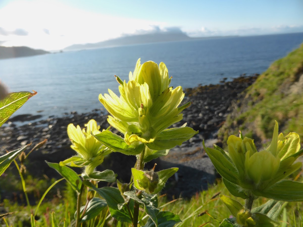 Yellow Paintbrush