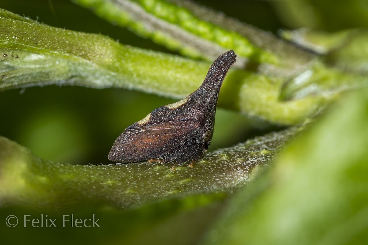 Twomarked Treehopper