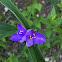 Virginia Spiderwort