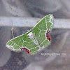 Geometrid Moth