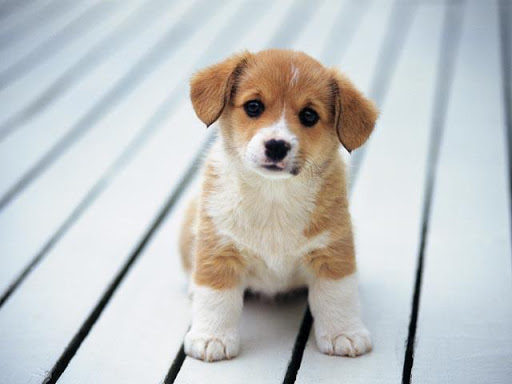 Puppy Wallpapers