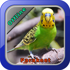 Download Chirping Parakeets For PC Windows and Mac