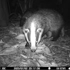 European Badger