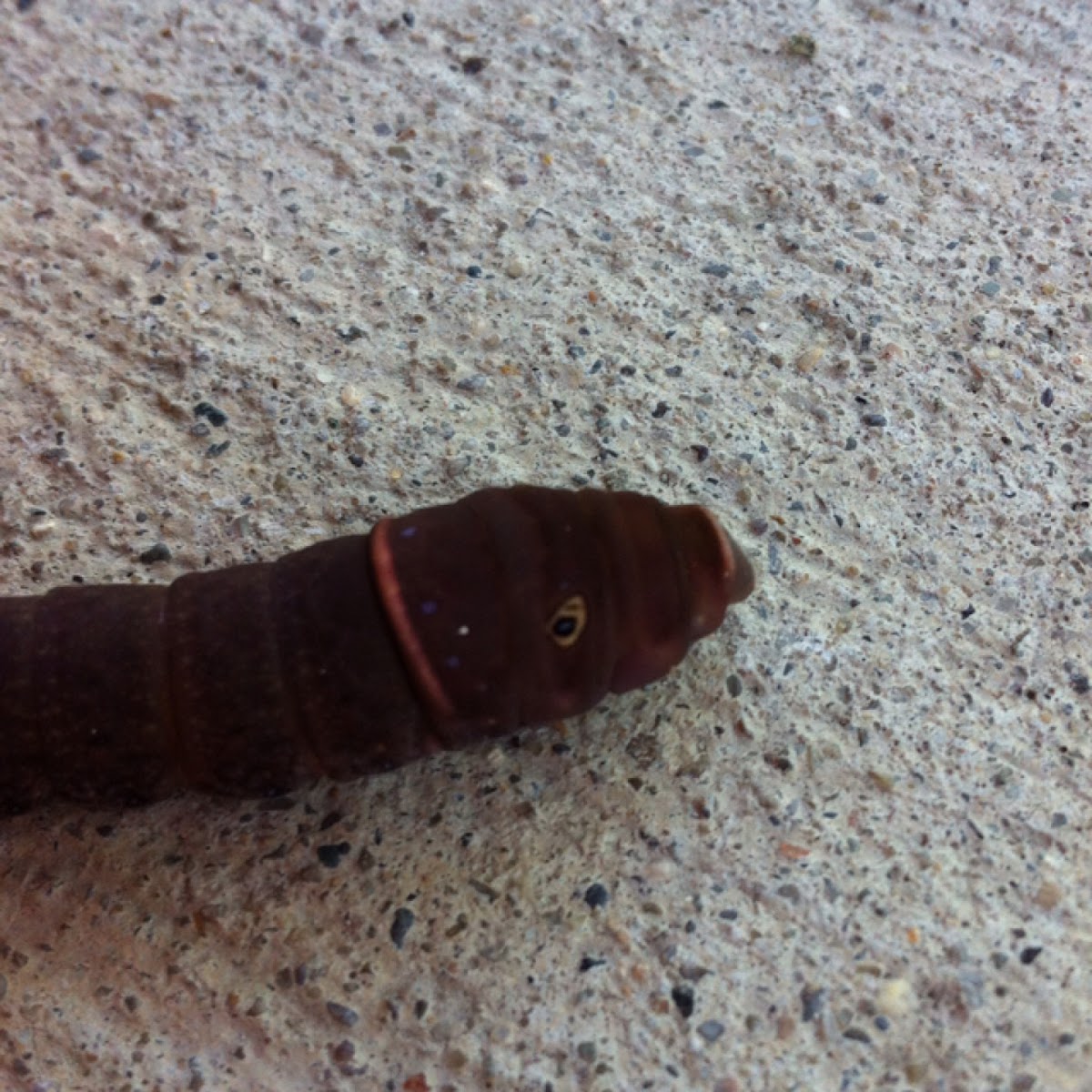 Eastern Tiger Swallowtail- 5th instar