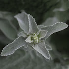 Silver Horehound