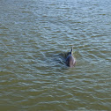 Common Bottlenose Dolphin