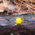 Yellow brain fungus