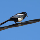 Maghreb Magpie