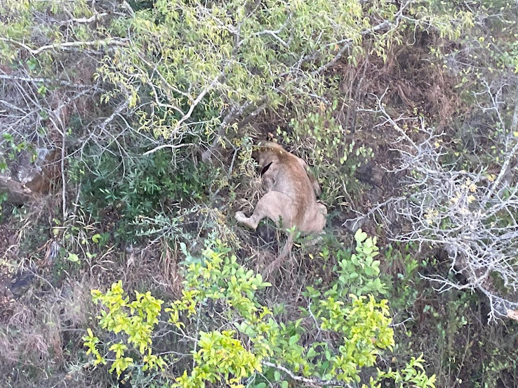 One of six lions killed in northern KwaZulu-Natal after two communities claimed the lions had escaped from the Hluhluwe Imfolozi park and were eating their livestock