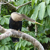 Anhinga - female