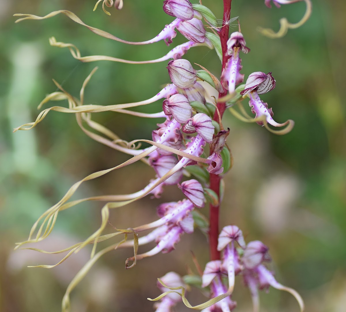 Balkan Lizard Orchid