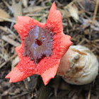 Stinkhorn?