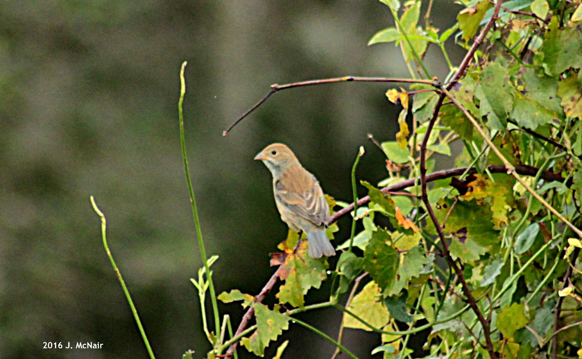 Blue Grosbeak