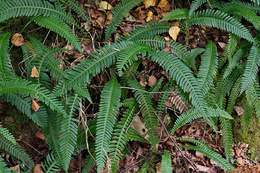 Blechnum spicant