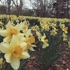 Daffodils