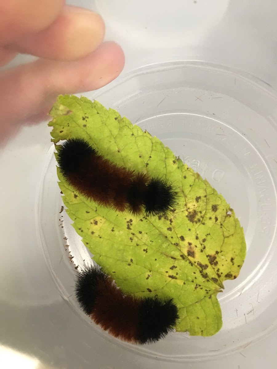 Wooly Bear Caterpillar