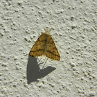 Yellow belle moth