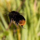 Red-tailed Bumble Bee