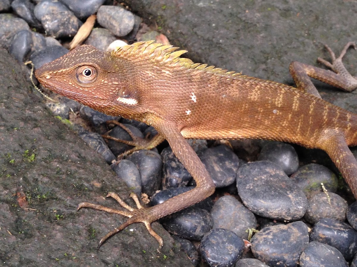 Maned Forest Lizard