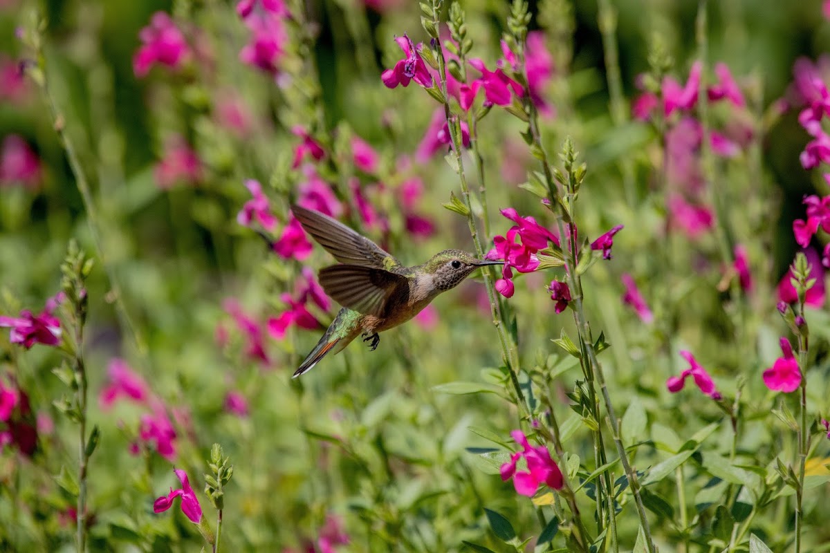 Broad Tailed Hummingbird