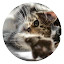 Cute Cats Popular Animals HD New Tabs Themes